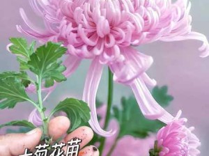 #自拍 菊花开发：如何通过自拍技巧展现菊花的独特美感？