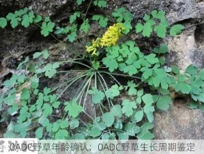 0ADC野草年龄确认：0ADC野草生长周期鉴定