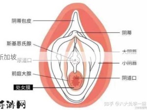 3岁女孩破膜整个过程：3岁女孩如何顺利完成破膜过程？家长需注意哪些细节？