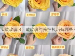 #黄玫瑰 3：黄玫瑰的养护技巧有哪些？