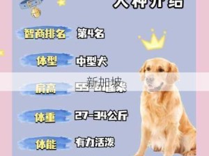 和金毛发生产关系：与金毛犬的繁殖过程