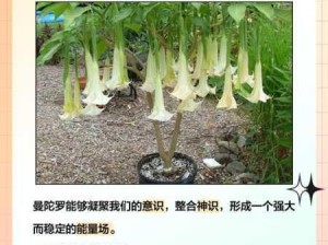 迷失岛2探秘，曼陀罗花的追寻与神奇运用之旅