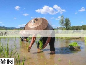 30种插秧法视频：30种水稻插秧技巧视频教程