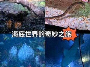 海豚领航，探索我世界中的海底沉船奇妙旅程