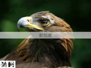 与大鵰哥哥进行性行为：如何与大鵰哥哥建立健康的情感关系？