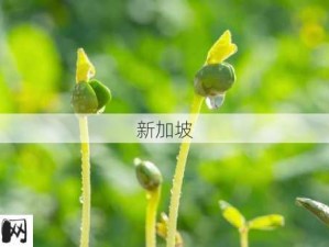 探索嫩芽视频：如何发现热门嫩芽视频平台？