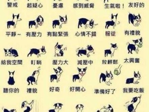 给女主人当狗的基本规矩：女主人与宠物犬的相处准则