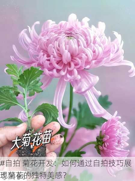 #自拍 菊花开发：如何通过自拍技巧展现菊花的独特美感？