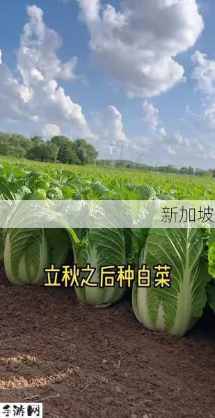 粉红大白菜正宗版完整版：粉红大白菜的种植技巧与营养价值有哪些？