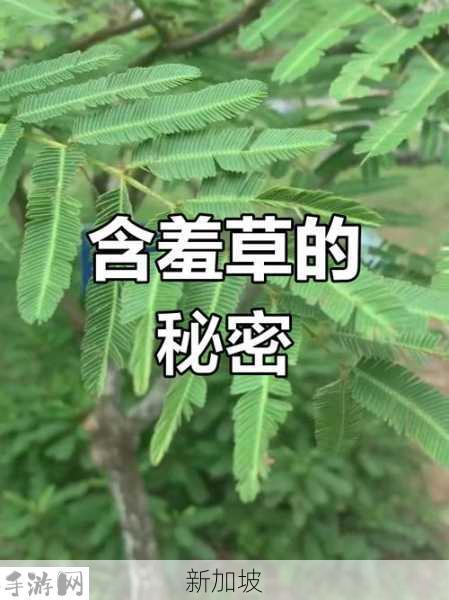 含羞草之谜：揭秘免费电视剧背后的川崎故事与隐藏秘密